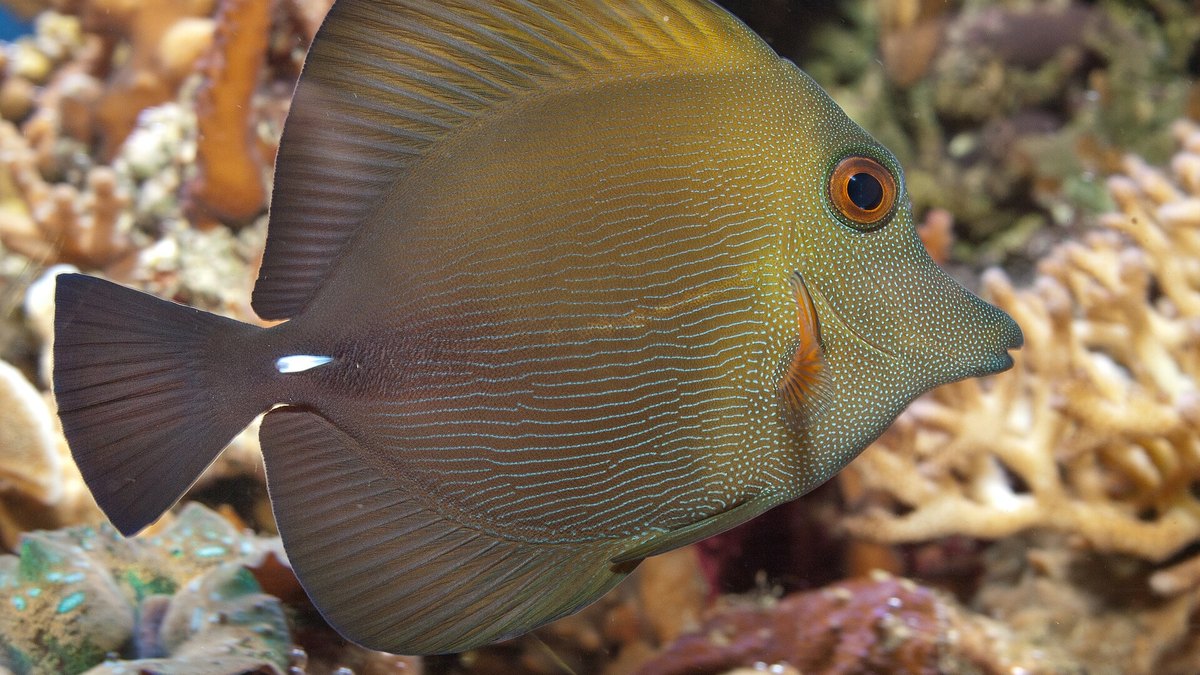 Scopas Tang (Zebrasoma scopas)