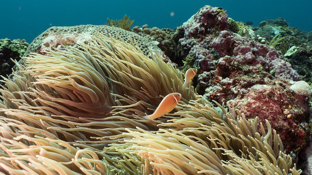 Sebae Anemone (Heteractis crispa)