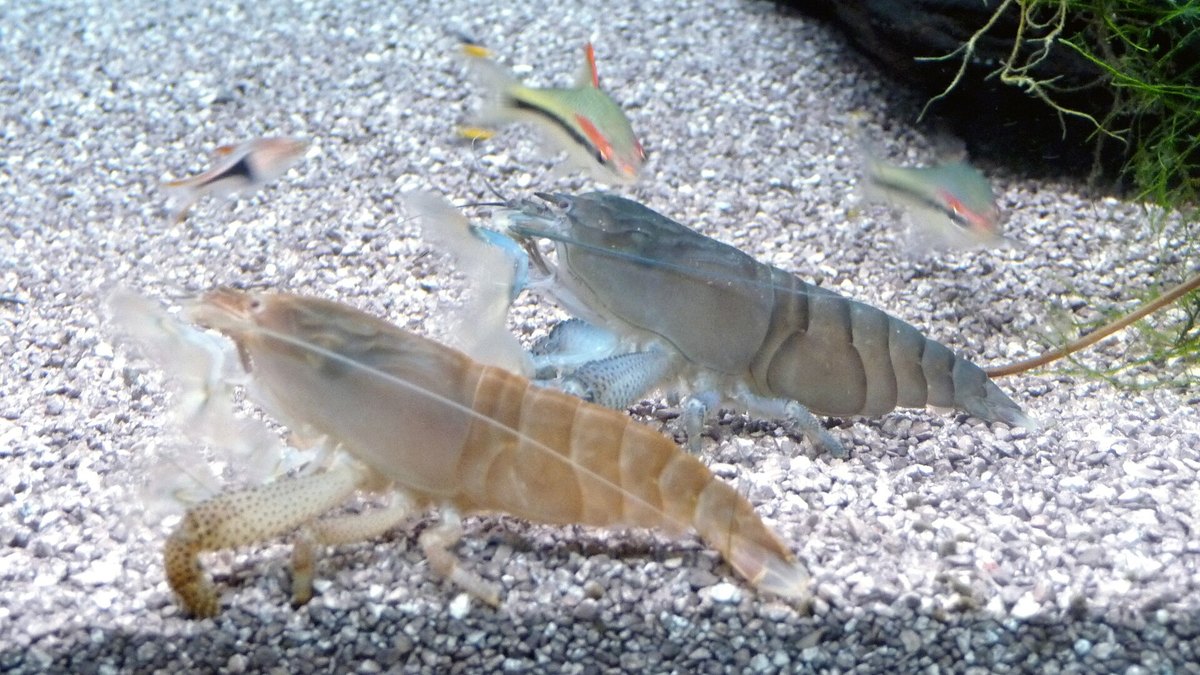 Vampire Shrimp (Atya gabonensis)