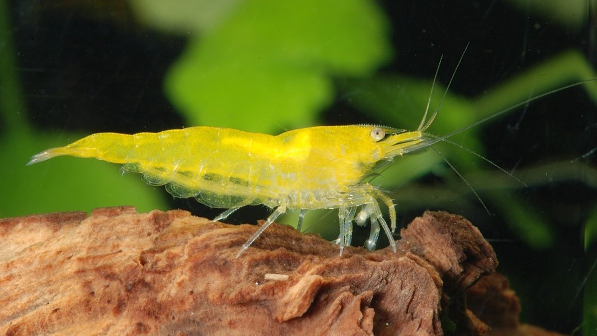 Yellow Shrimp (Neocaridina davidi)