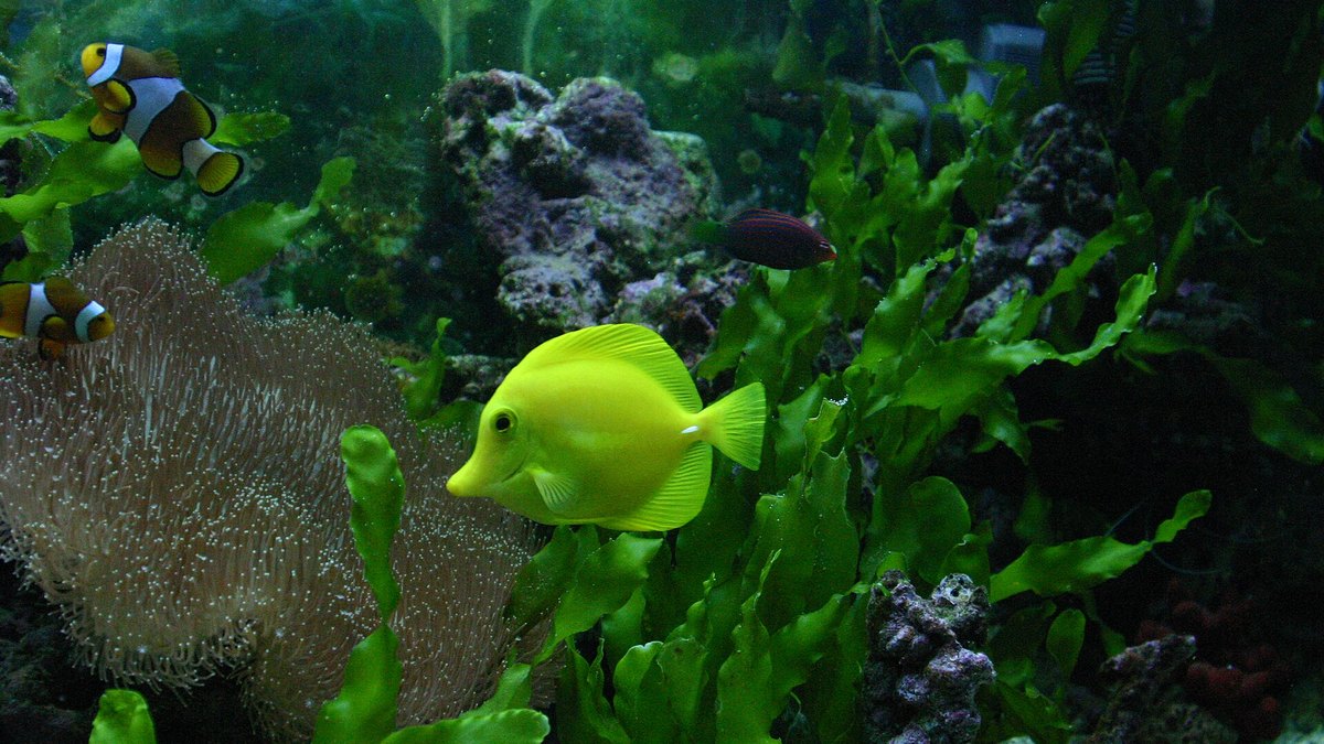 Yellow Tang (Zebrasoma flavescens)