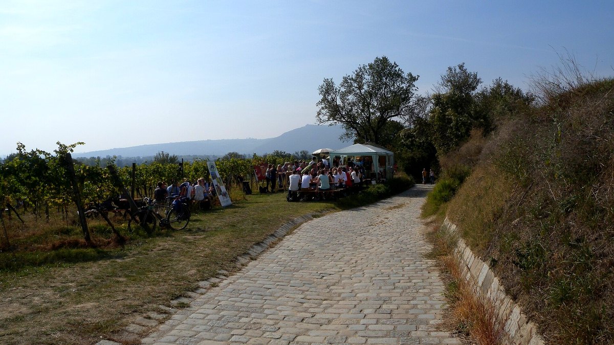 Vienna Wine Hiking Day