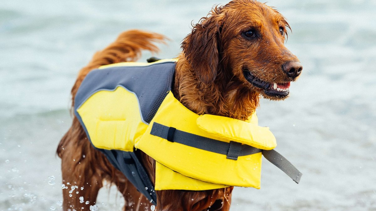 Canada Pooch Wave Rider Life Jacket