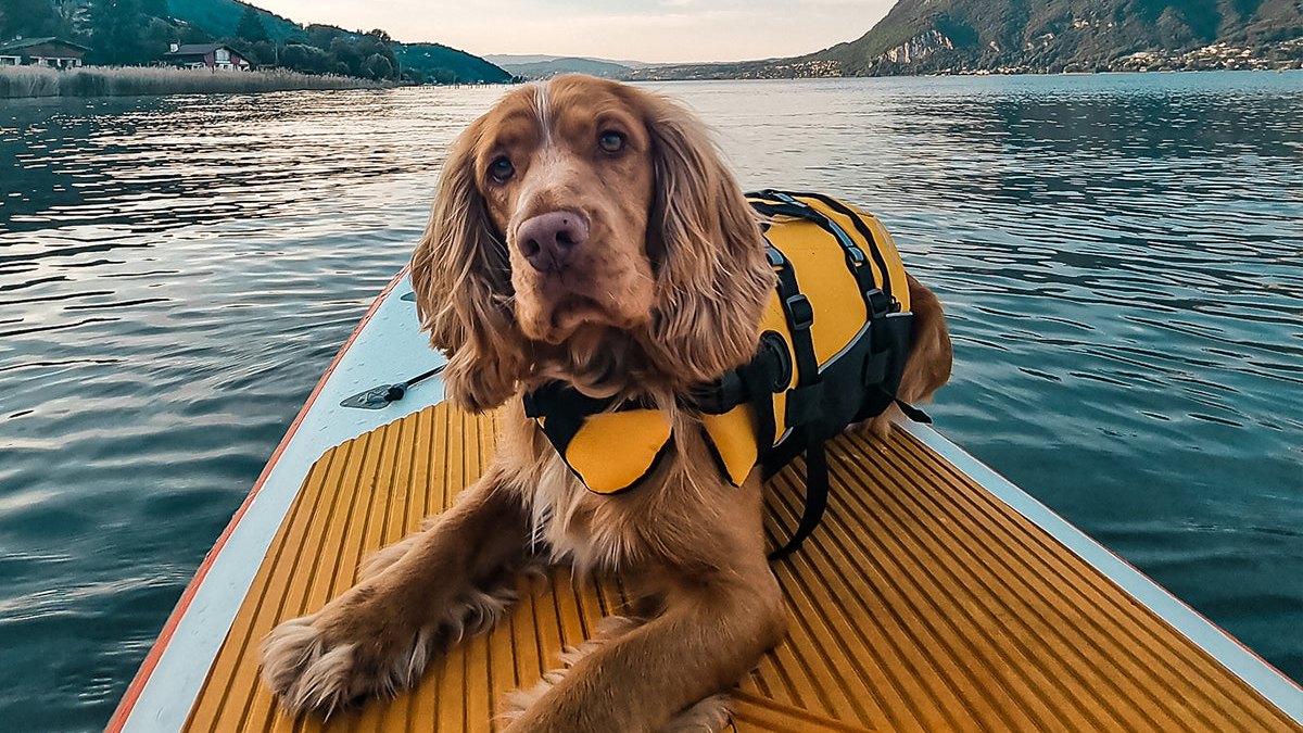 EzyDog DFD Life Jacket