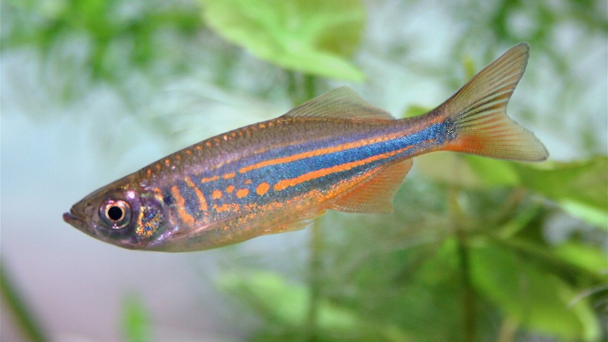 Giant Danio (Devario aequipinnatus)