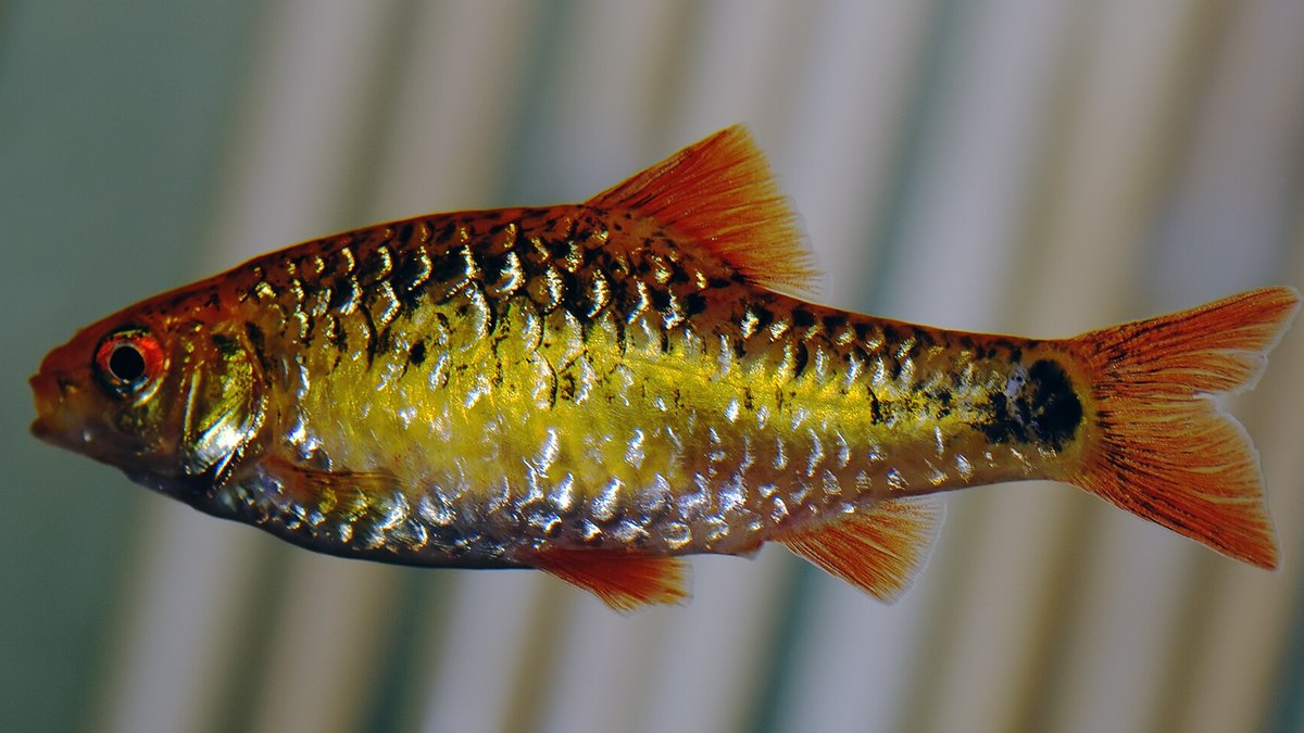 Golden Barb (Barbodes semifasciolatus)