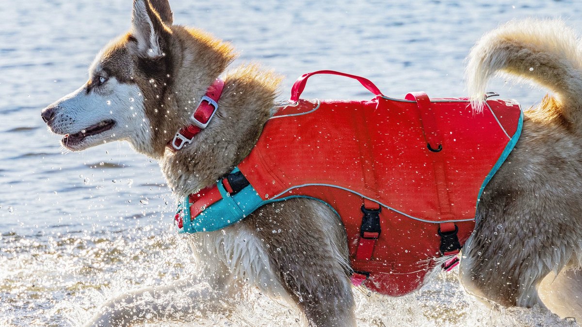 Kurgo Surf n Turf Dog Life Jacket