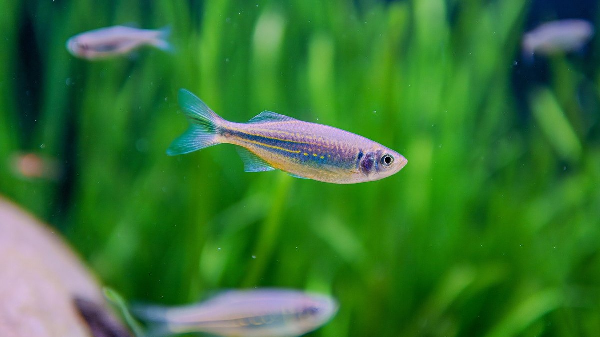 Malabar Danio (Devario malabaricus)