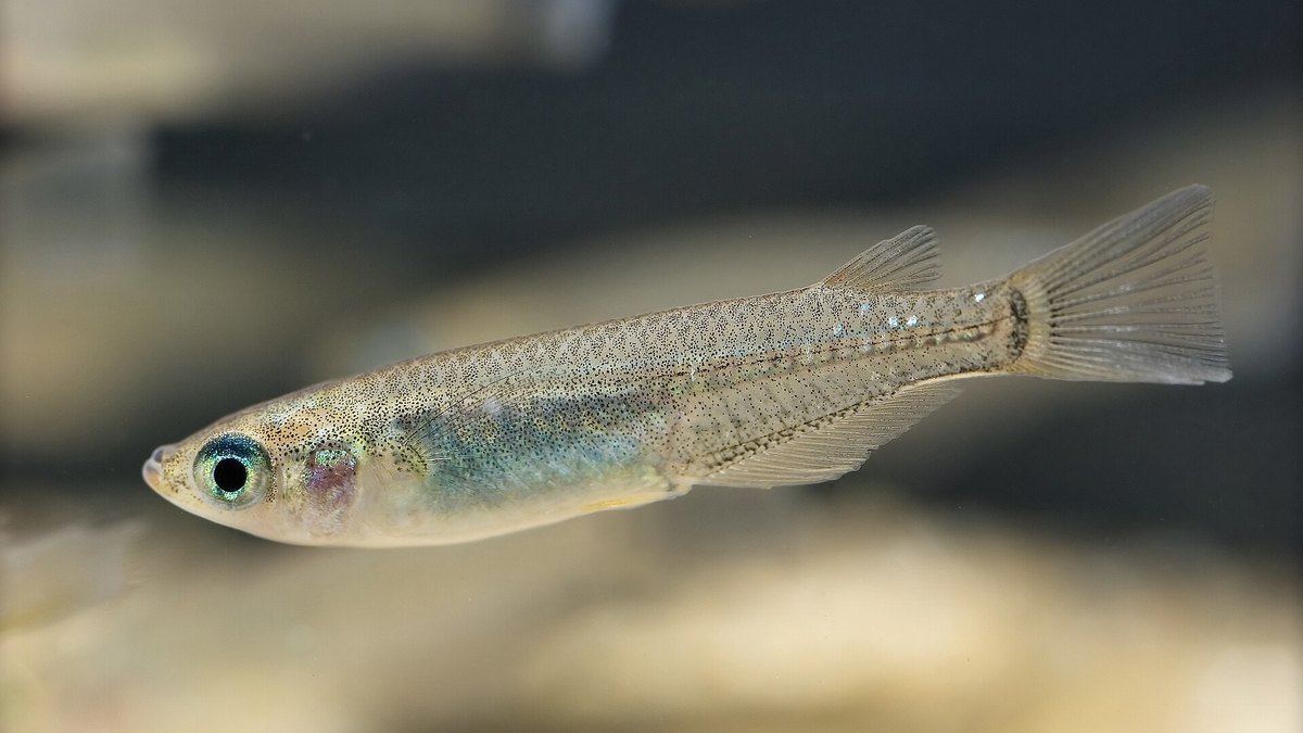 Medaka (Oryzias latipes)