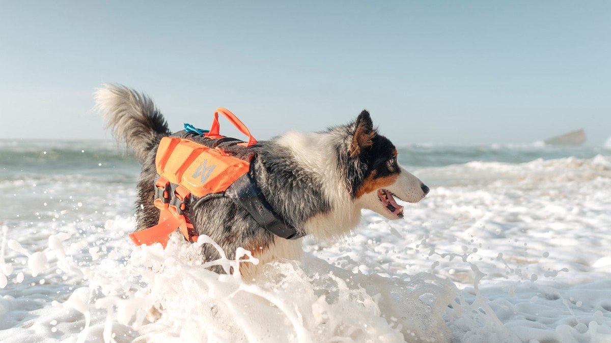 Non-stop Dogwear Protector Life Jacket