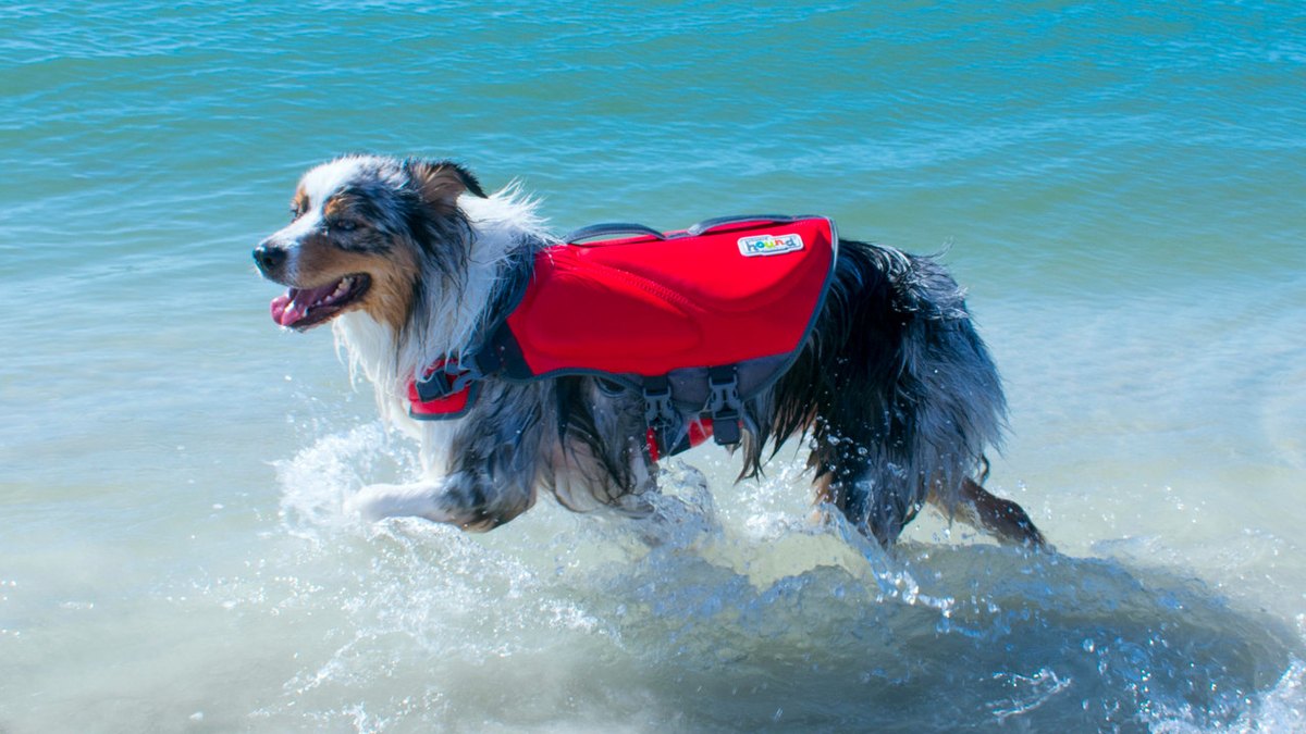 Outward Hound Dawson Swim Neoprene Dog Life Jacket