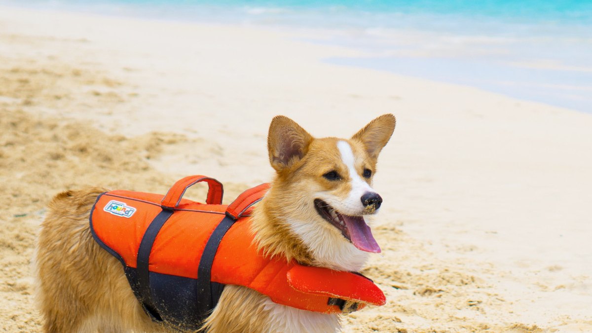 Outward Hound Granby Splash Dog Life Jacket