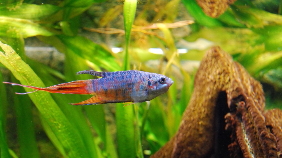 Paradise Fish (Macropodus opercularis)
