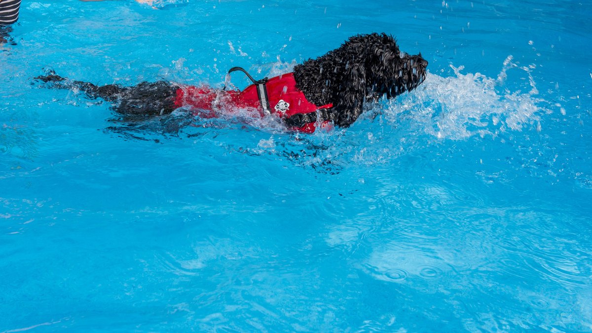 Paws Aboard Lifeguard Neoprene Dog Life Jacket