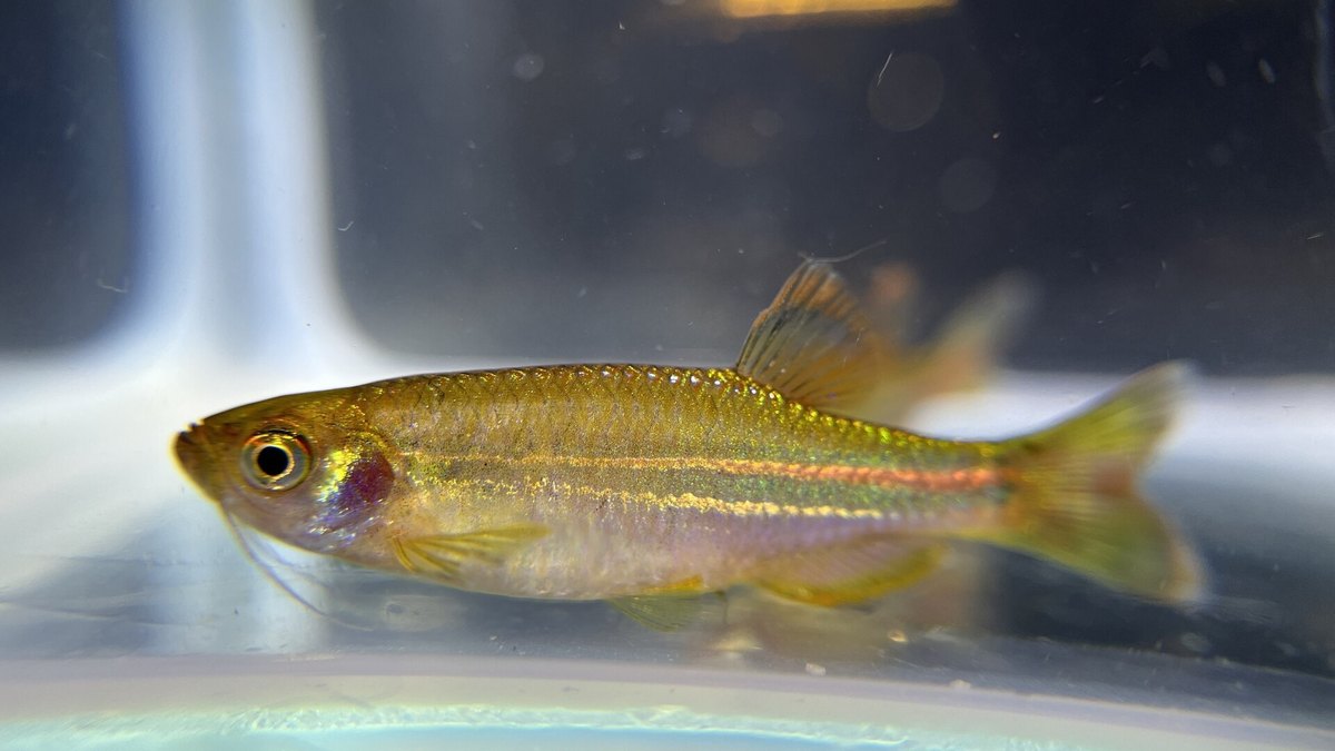 Pearl Danio (Danio albolineatus)