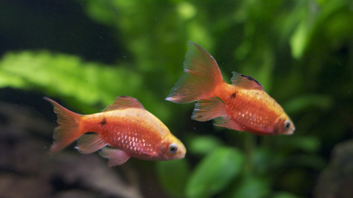 Rosy Barb (Pethia conchonius)