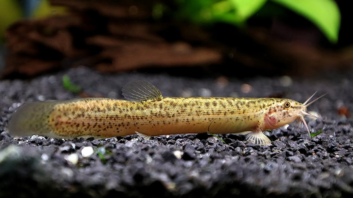 Weather Loach (Misgurnus anguillicaudatus)