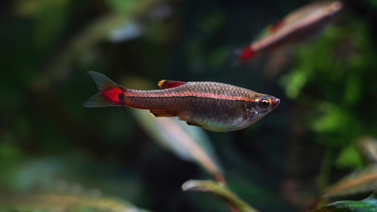 White Cloud Mountain Minnow (Tanichthys albonubes)
