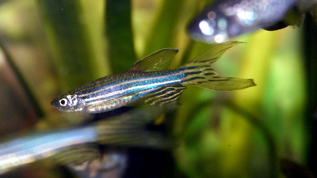 Zebra Danio (Danio rerio)