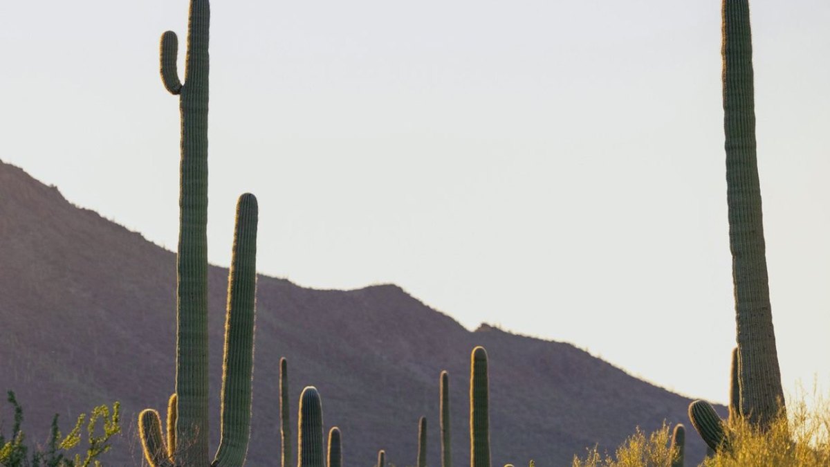 Southern Arizona Hispanic Chamber of Commerce