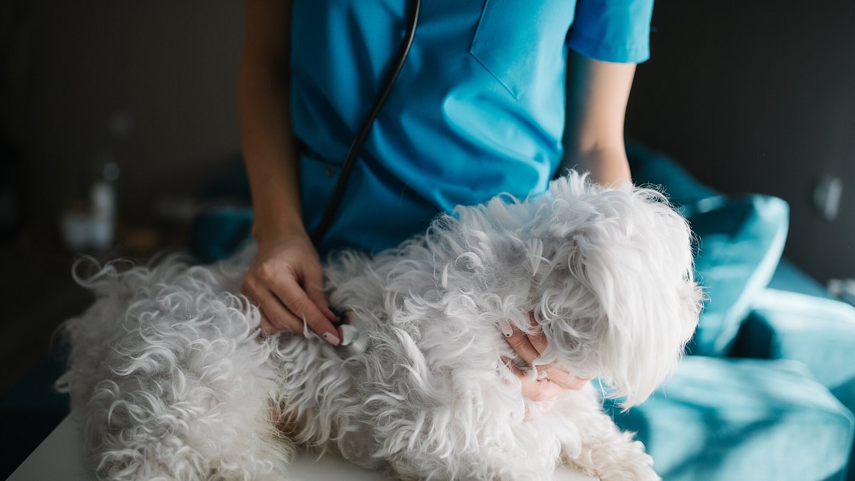 A veterinarian in blue scrubs listening to a small white dog with a stethoscope on an exam table