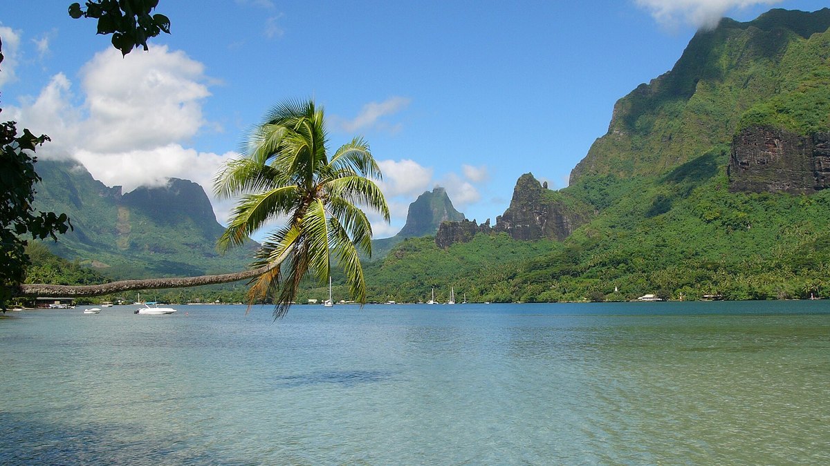 Cook's Bay on Moorea with a leaning palm and green peaks