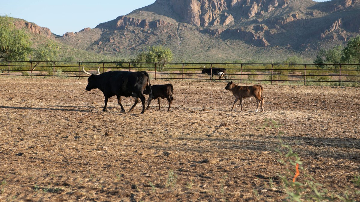White Stallion Ranch, Tucson, Arizona